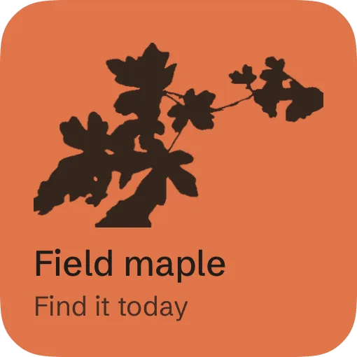 Small widget: one plant to find today